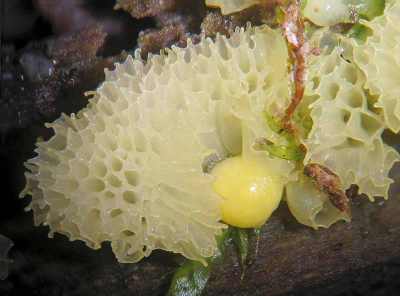 Ceratiomyxa